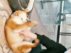 -柴迷FANS CLUB·柴犬狗咖·猫咖