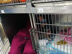 -北京派仕佳德动物医院·超导核磁·CT·神经科·骨科·内外科·急重症管理中心