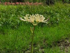 -白塘生态植物园