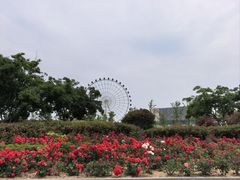 -琴岛之星摩天轮