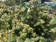 -龙大花卉苗木市场