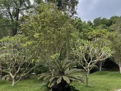 -东南花都花博园