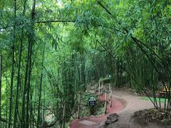 -川西竹海景区