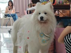 -星多哈·狗咖·拼豆·咖啡