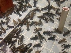 -虾胡闹龙虾馆(湄南河店)