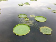 -荷塘月色湿地公园·向阳花洲