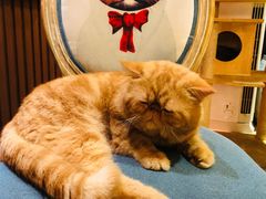 -more than meow吴止猫主题餐厅(承德 中船汇店)