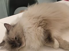 -安格丽娜·狗咖·猫咖羊驼咖(春熙路百盛商场店)