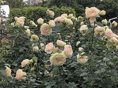 -人民公园(罗湖区)