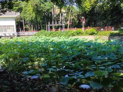 -荔湾湖公园