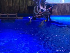 -华夏文旅海洋公园