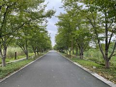 -长田漾湿地公园