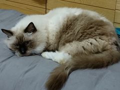 -瑞派动物医院·猫专科·至诚(江南中分院)