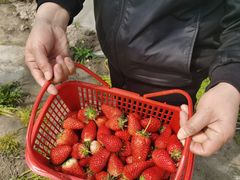 -喜杨洋草莓采摘园
