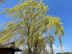 -大兴滨河森林公园