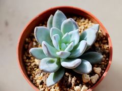 -秦美花卉(天朗·莱茵小城2期店)