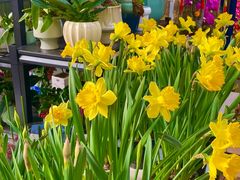 -溪岸路花鸟市场