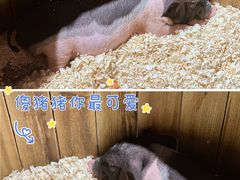 -正佳雨林生态植物园