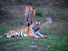 -沈阳森林动物园