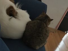 -狗不理喵子(百富路店)