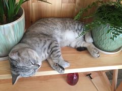 隅Cafe-隅cafe(傅厚岗店)