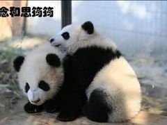 -灵玲国际马戏城