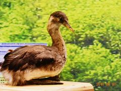 -下渚湖国家湿地公园科普馆