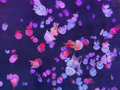 -石家庄极地海洋世界