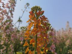 -中国天府农业博览园