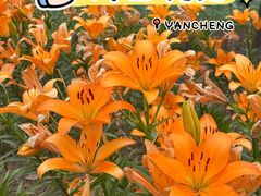 -荷兰花海