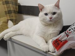 -宠颐生汉谟拉比宠物医院