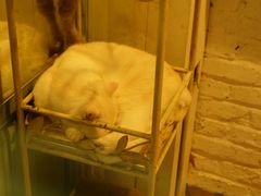 -猫咪博物馆(顶澳仔猫街店)