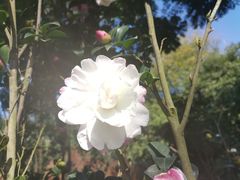 -金花茶公园