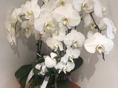 -光作面包Voila Lumiere(中山店)