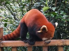 -都江堰中华大熊猫苑