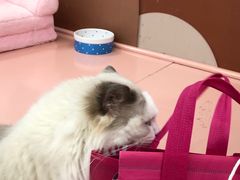 -1013 PET SHOP 宠物商店(近铁城市广场店)