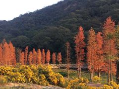 -广州市石门国家森林公园