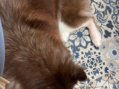 -Let's go狗咖·猫咖·奶狗·桌游(春熙路IFS店)