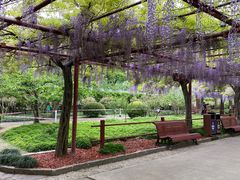 -嘉定紫藤园