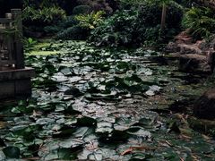 -晓港公园