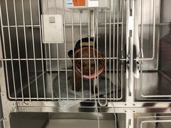 -萌兽医馆·绝育·24小时内科·宠物医院(德胜店)
