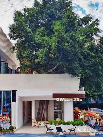 成都新店首发 | 独栋大树屋咖啡馆