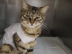 -A猫a狗全科·犬猫异宠·芥西宠物医院(南开总院)