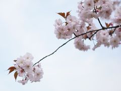 -顾村公园