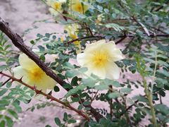 -元大都城垣遗址公园