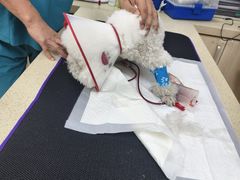 -美联众合动物医院·24h转诊中心