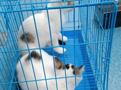 -宠颐生猫科·内科皮肤科(西平世纪城店)