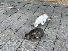 -普陀山慧济禅寺