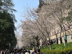 -武汉大学-樱园