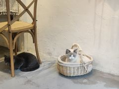 -猫友咖啡店(玉林西路店)